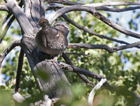 Dusky Grouse 0788
